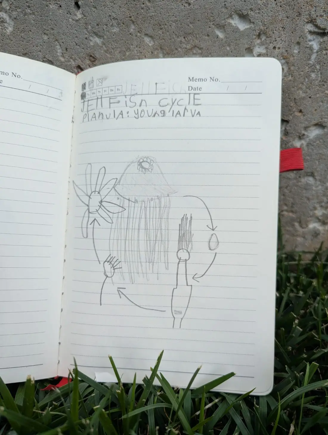 Student nature journal: Jellyfish Cycle · 1st Grade