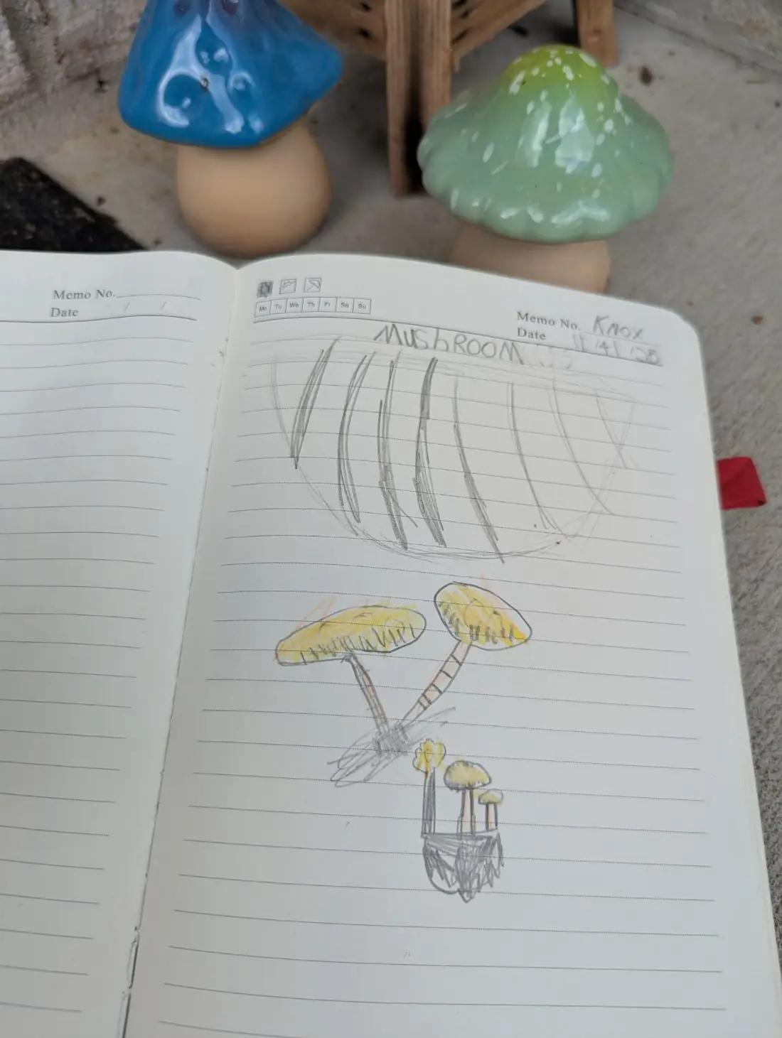 Student nature journal: Mushrooms · Field Sketch